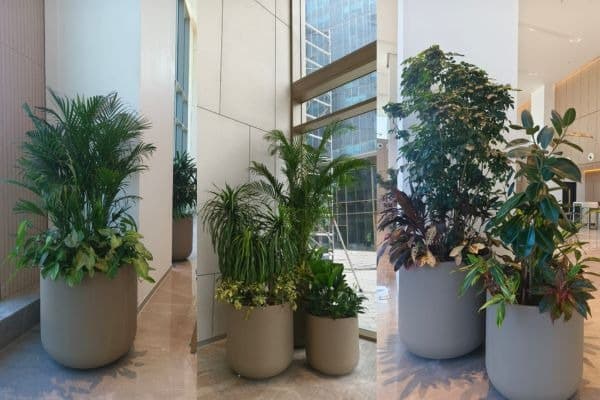 Luxury Indoor Pots